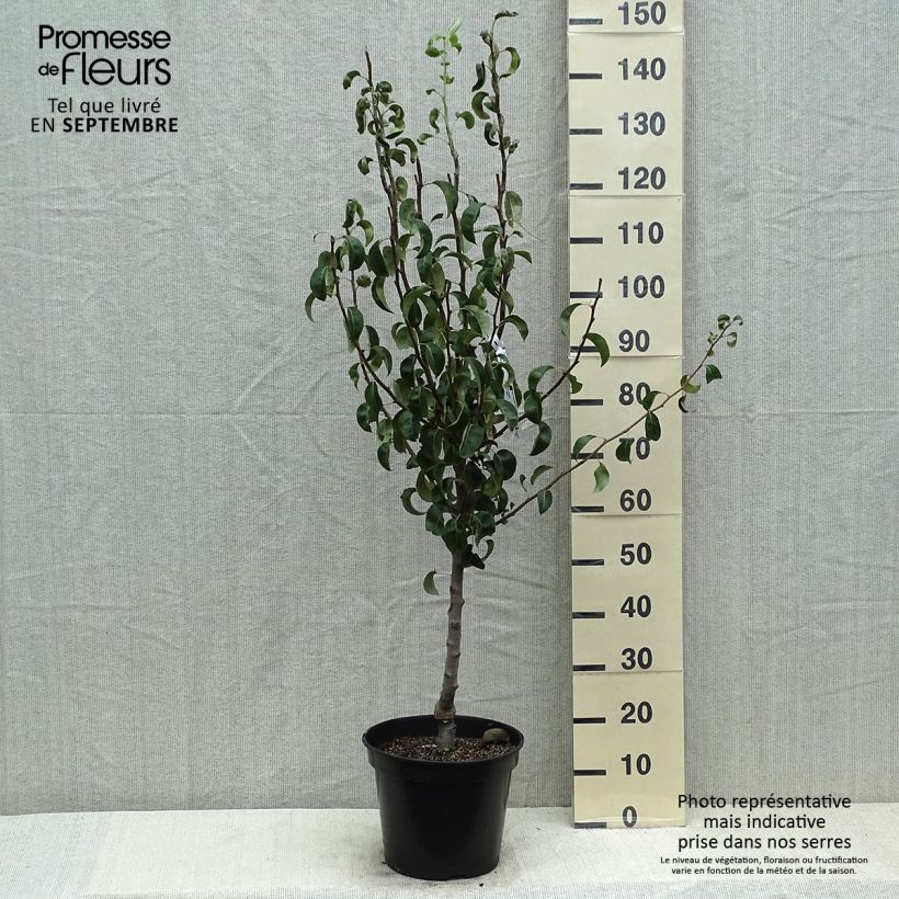 Exemplar von Birnbaum Comtesse de Paris - Pyrus communis Topf mit 7,5L/10L, Gobelet-Form wie im Sommer geliefert