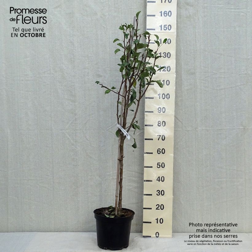 Exemplar von Birnbaum Conférence - Pyrus communis Topf mit 7,5L/10L, Gobelet-Form wie im Herbst geliefert