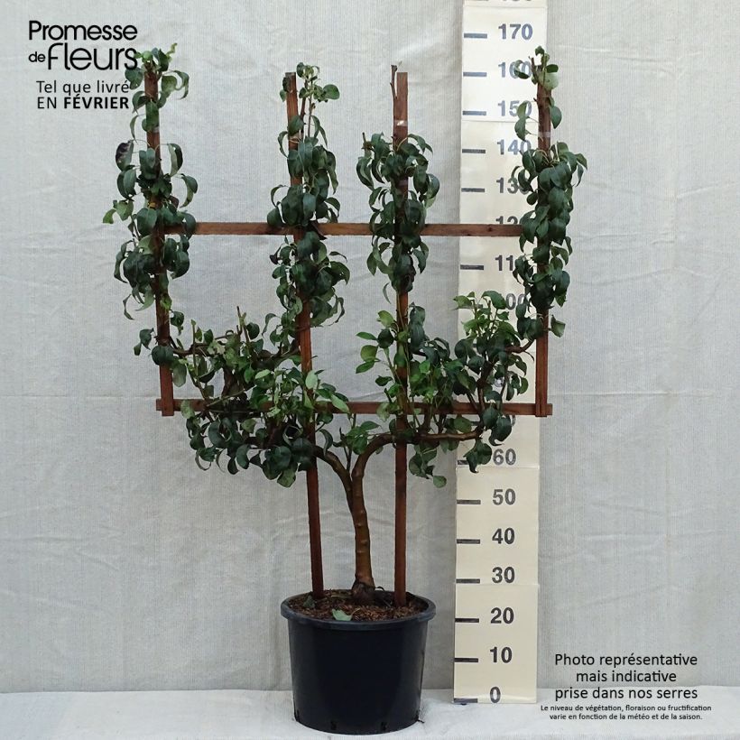 Exemplar von Birnbaum Conférence - Pyrus communis Topf mit 20L/25L, Spalierobst einfach U-Form wie im Herbst geliefert