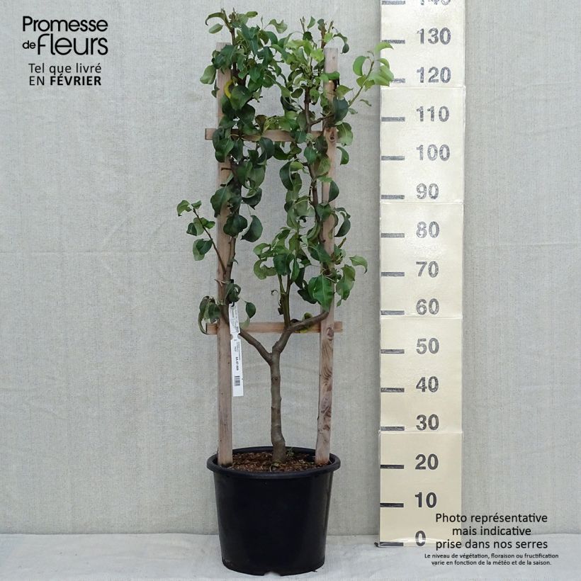 Exemplar von Birnbaum Conférence - Pyrus communis Topf mit 7,5L/10L, Spalierobst einfach U-Form wie im Herbst geliefert