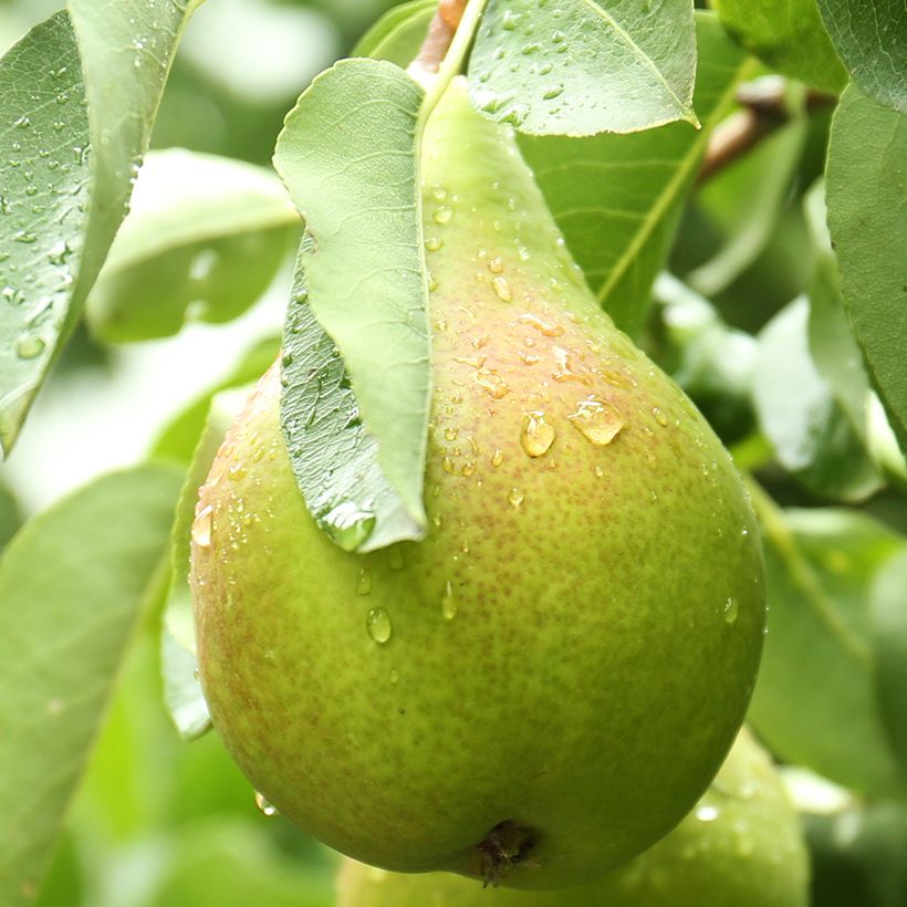 Birnbaum Curé, Poire de Curé Bio - Pyrus communis (Ernte)