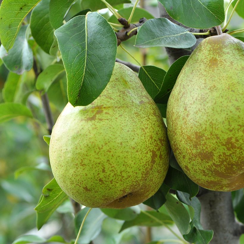 Birnbaum Doyenné d'hiver Bio - Pyrus communis (Ernte)