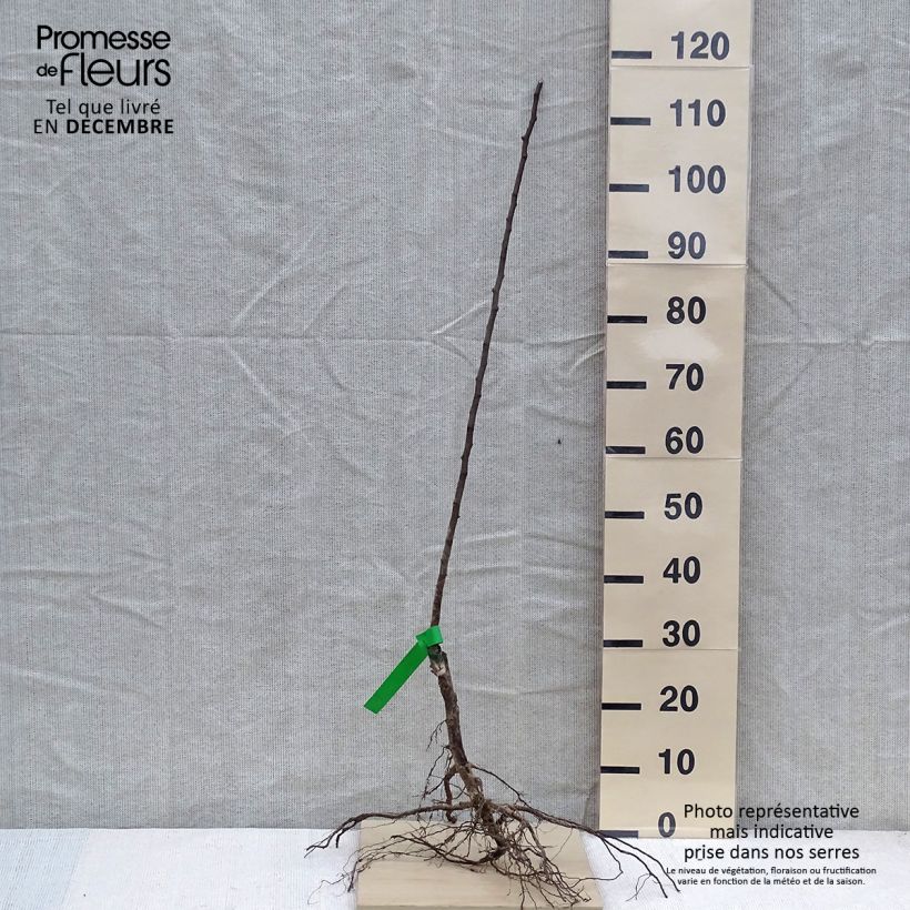 Exemplar von Birnbaum Doyenné d'hiver Bio - Pyrus communis Wurzelnackt, Heister wie im Winter geliefert