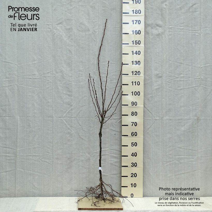 Exemplar von Birnbaum Doyenné du Comice - Pyrus communis Wurzelnackt, Gobelet-Form wie im Winter geliefert