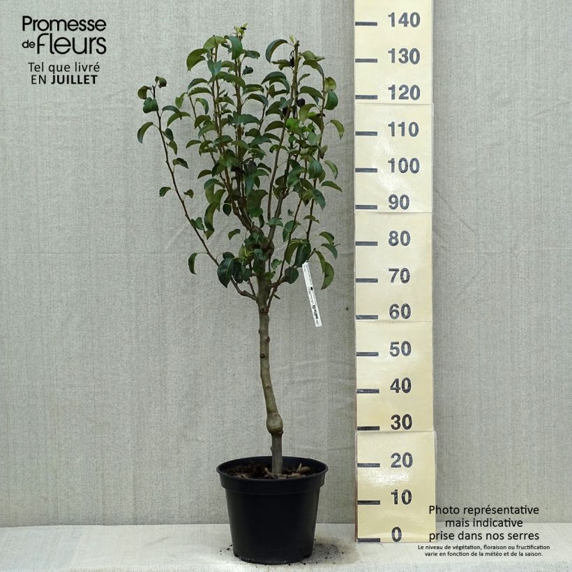 Exemplar von Birnbaum Doyenné du Comice - Pyrus communis Topf mit 12L/15L, Spalierobst einfach U-Form wie im Sommer geliefert