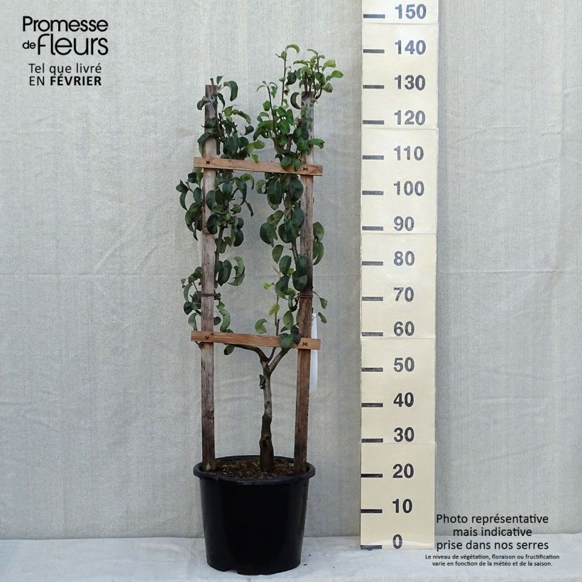 Exemplar von Birnbaum Doyenné du Comice - Pyrus communis Topf mit 12L/15L, Spalierobst einfach U-Form wie im Herbst geliefert
