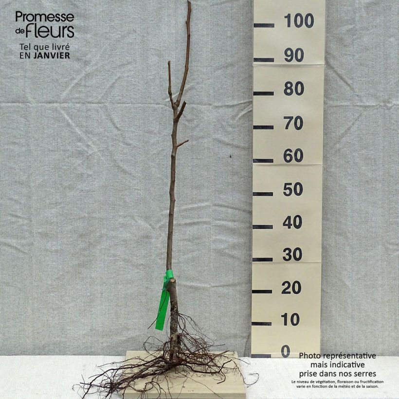 Exemplar von Birnbaum Duchesse d'Angouleme - Pyrus communis Wurzelnackt, Heister wie im Winter geliefert
