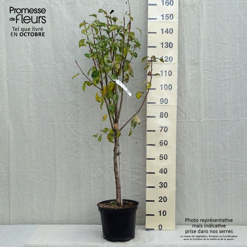 Exemplar von Birnbaum Duchesse d'Angouleme - Pyrus communis Topf mit 7,5L/10L, Gobelet-Form wie im Herbst geliefert