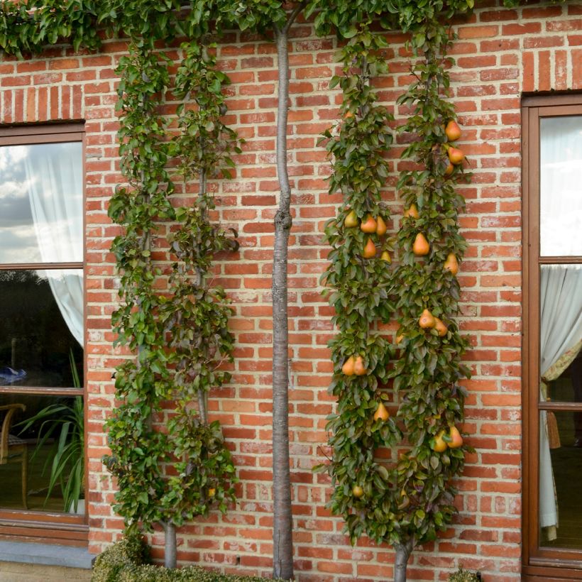 Birnbaum Durondeau - Pyrus communis (Wuchs)