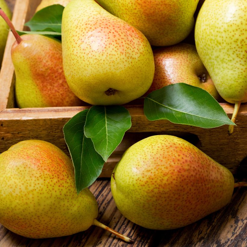 Birnbaum Epine du Mas (syn. Duc de Bordeaux) - Pyrus communis (Ernte)