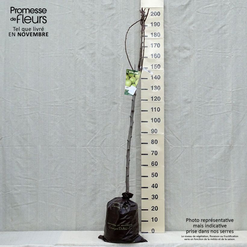 Exemplar von Birnbaum Fertilia Delbard Delwilmor - Pyrus communis Ballenware "Fertig-zum-Pflanzen", Halbstamm wie im Herbst geliefert