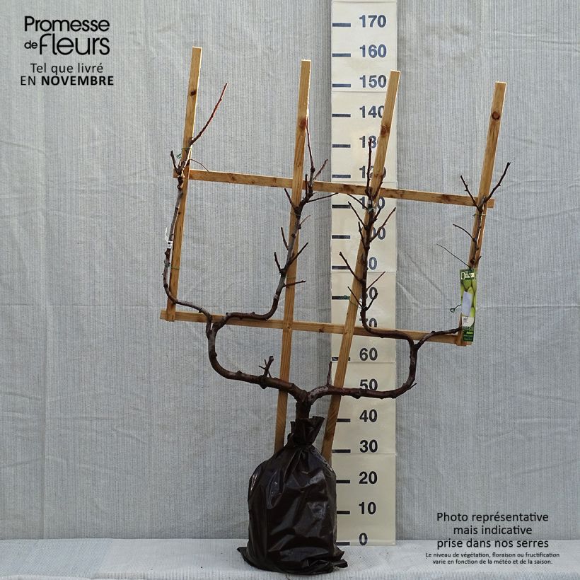 Exemplar von Birnbaum Fertilia Delbard Delwilmor - Pyrus communis Ballenware "Fertig-zum-Pflanzen", Spalierobst doppelte U-Form wie im Herbst geliefert