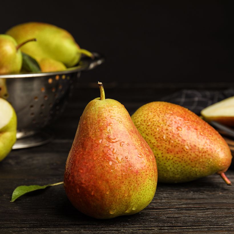 Birnbaum Figue d’Alençon Bio - Pyrus communis (Ernte)