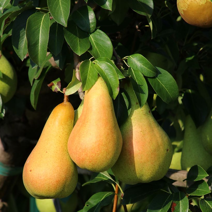 Birnbaum Grand champion Bio - Pyrus communis (Ernte)