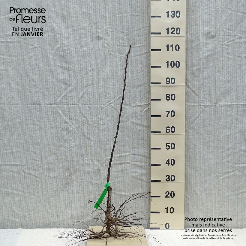 Exemplar von Birnbaum Jeanne d’Arc - Pyrus communis Wurzelnackt, Heister wie im Winter geliefert