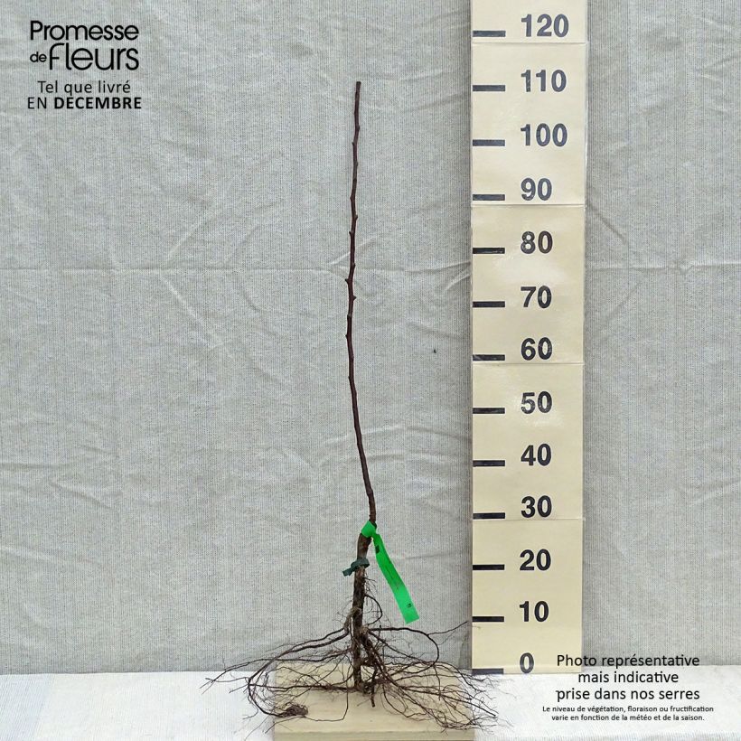 Example of Birnbaum Jules Guyot - Pyrus communis Wurzelnackt, Heister as you get in hiver
