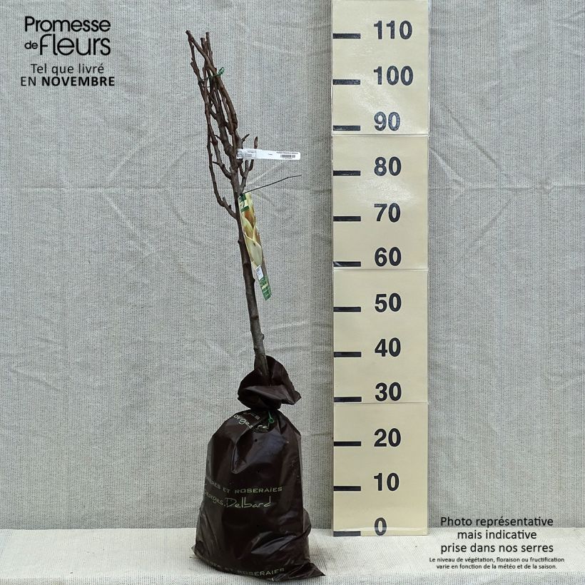 Exemplar von Birnbaum Peradel delbuena - Pyrus communis Plug "Fertig-zum-Pflanzen", Gobelet-Form wie im Herbst geliefert