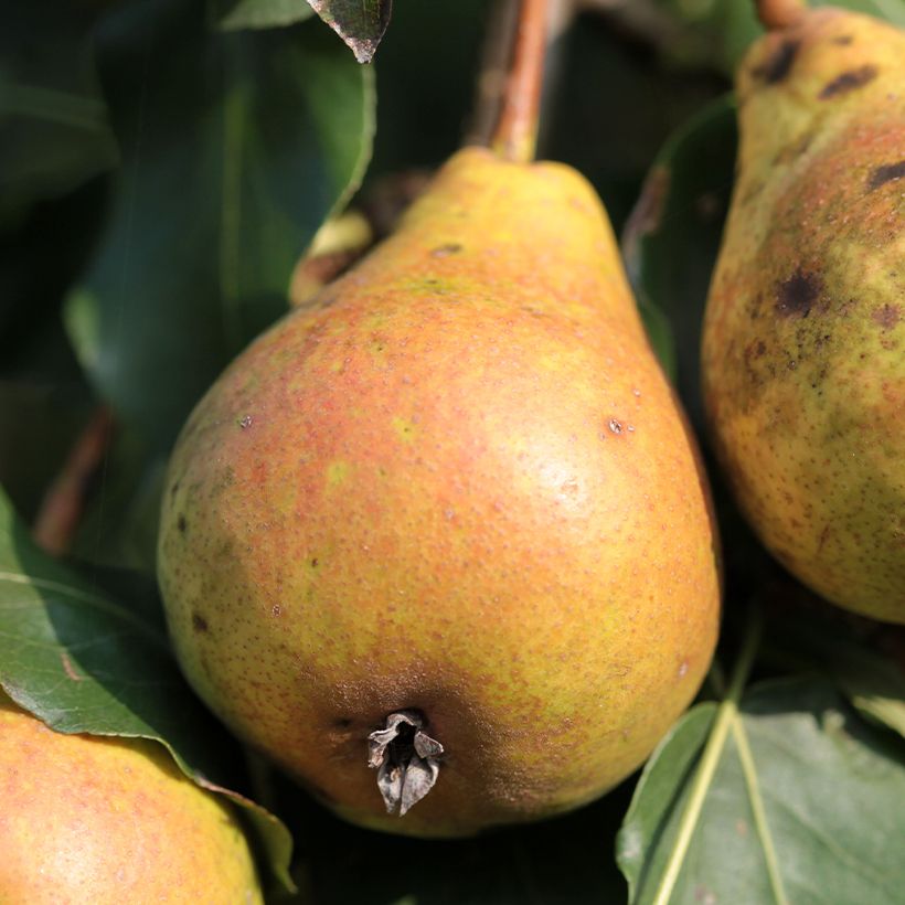 Birnbaum Poire de Fisée Bio - Pyrus communis (Ernte)