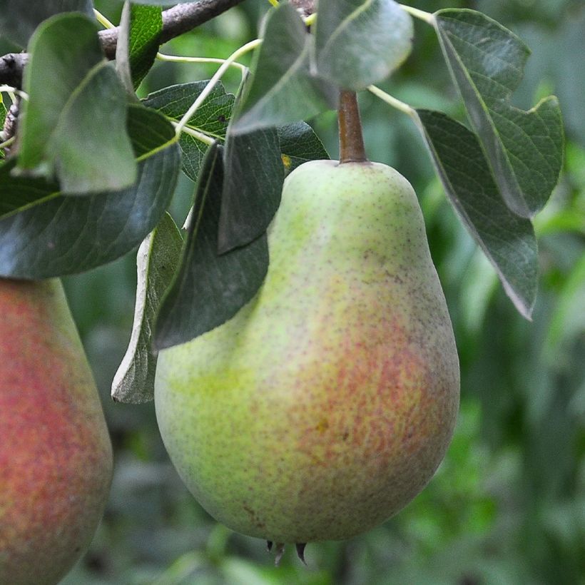 Birnbaum Précoce Morettini Bio - Pyrus communis (Ernte)