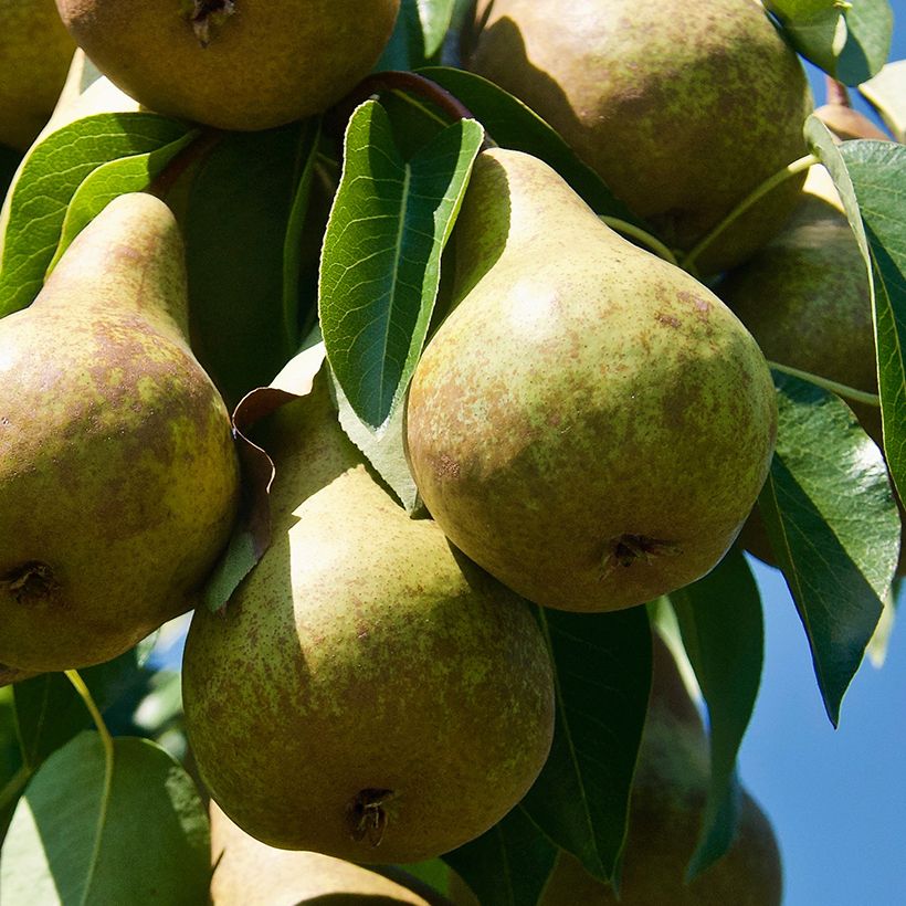 Birnbaum Précoce de Trévoux Bio - Pyrus communis (Ernte)