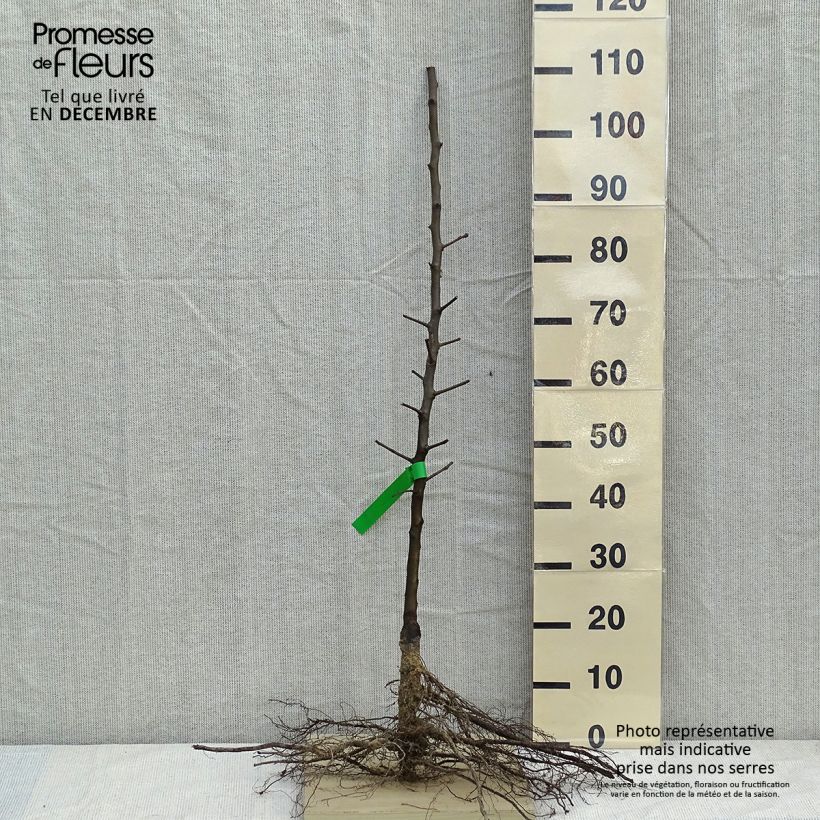 Exemplar von Birnbaum General Leclerc - Pyrus communis Wurzelnackt, Heister wie im Winter geliefert