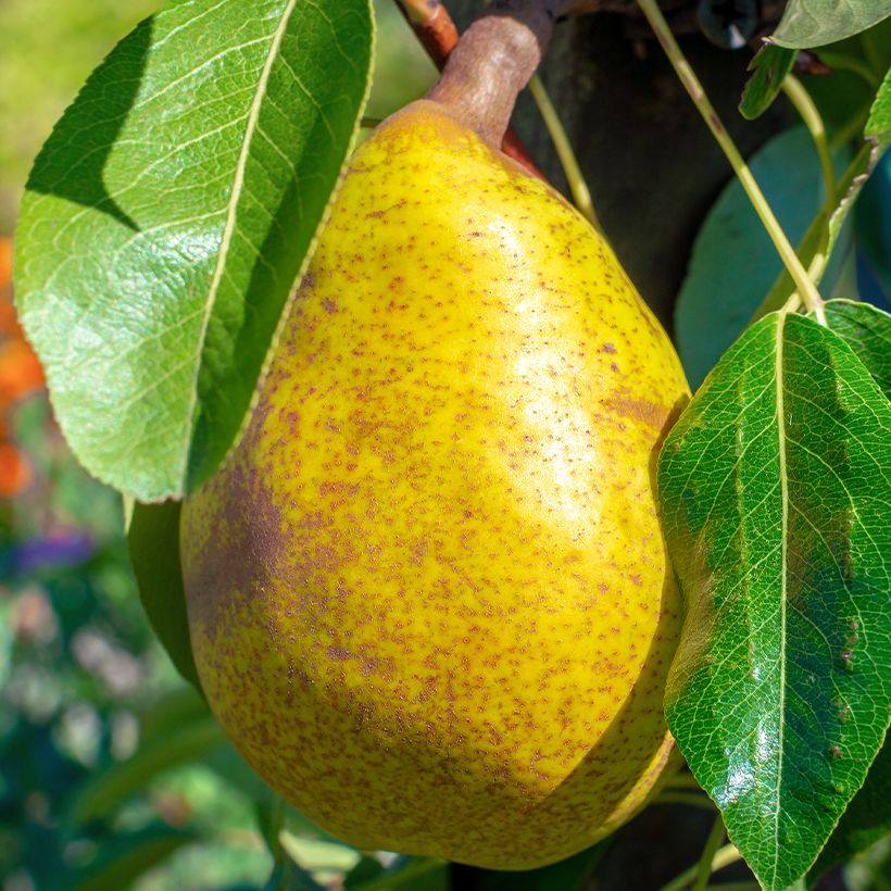 Birnbaum Royal Vendée Bio - Pyrus communis (Ernte)