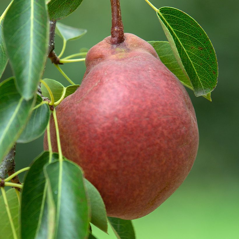 Birnbaum Stark Crimson ou Starkrimson Bio - Pyrus communis (Ernte)