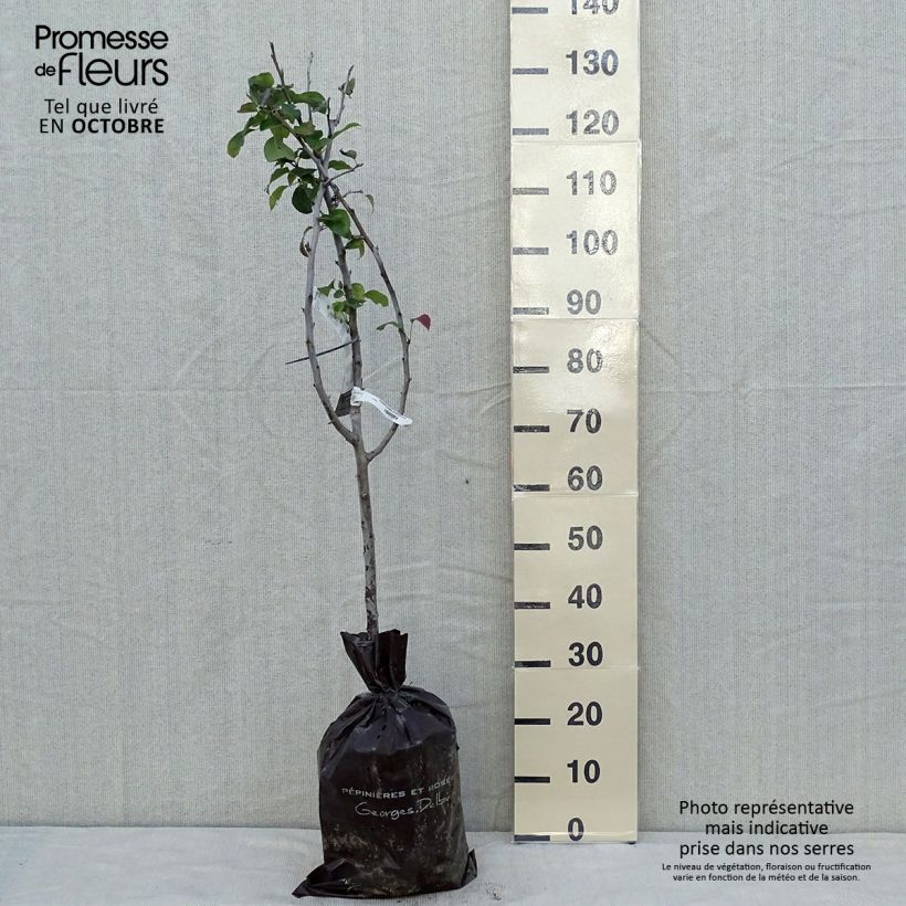 Exemplar von Birnbaum Sucrée de Montluçon - Pyrus communis Ballenware "Fertig-zum-Pflanzen", Gobelet-Form wie im Herbst geliefert
