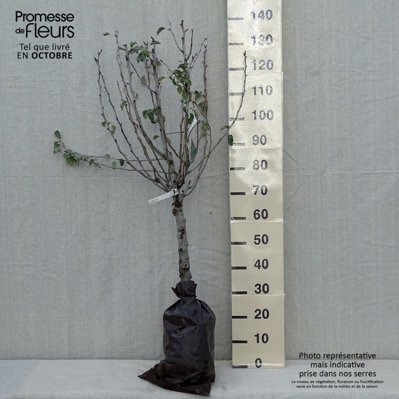 Exemplar von Birnbaum Super Comice Delbard 'Delbias' - Pyrus communis Ballenware "Fertig-zum-Pflanzen", Gobelet-Form wie im Herbst geliefert