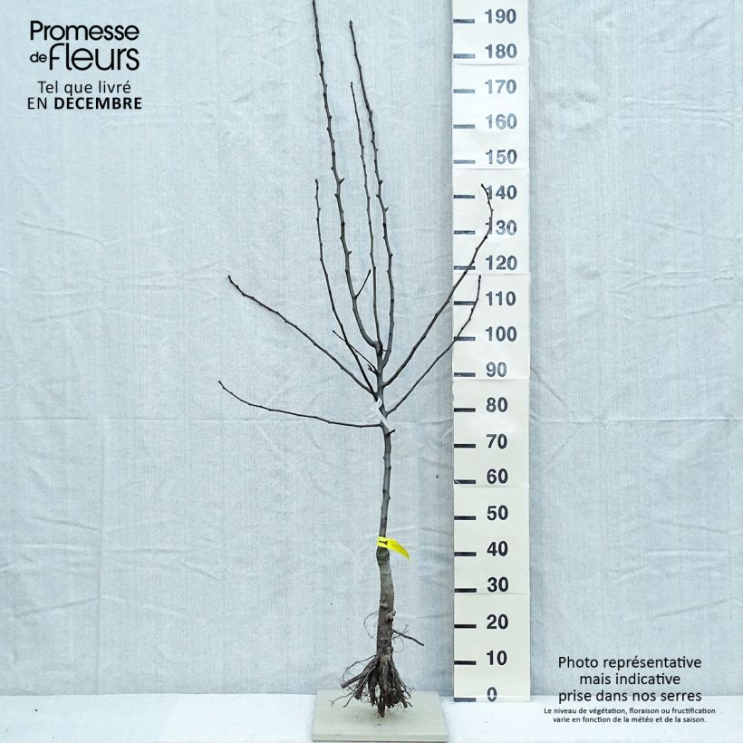 Exemplar von Birnbaum Triomphe de Vienne - Pyrus communis Wurzelnackt, Gobelet-Form wie im Winter geliefert