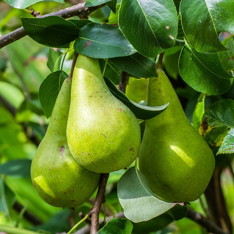 Birnbaum Verte Longue d’automne Bio - Pyrus communis (Ernte)