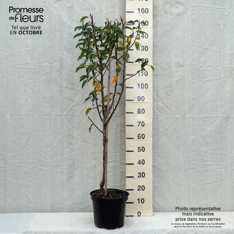 Exemplar von Birnbaum Williams - Pyrus communis Topf mit 7,5L/10L, Gobelet-Form wie im Herbst geliefert