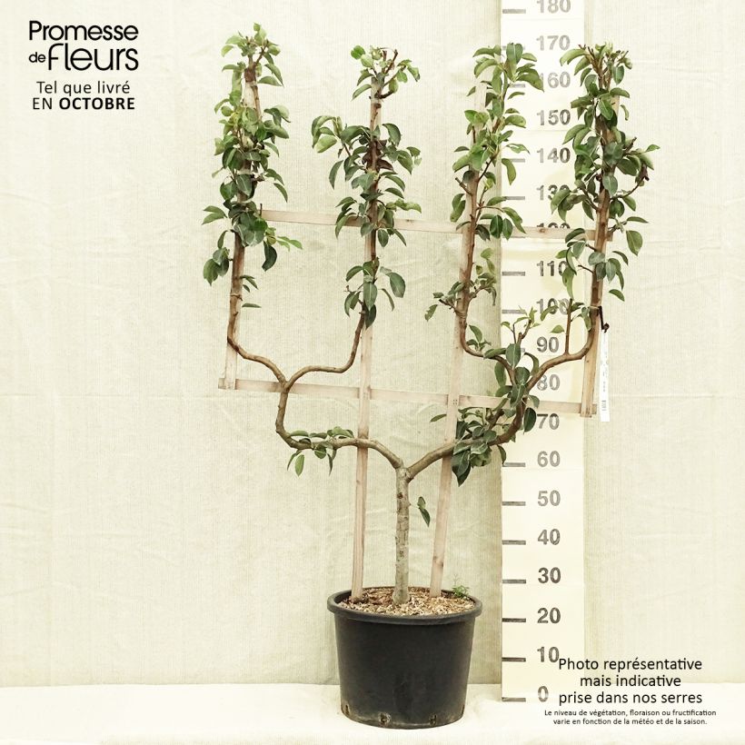 Exemplar von Birnbaum Williams - Pyrus communis Topf mit 20L/25L, Spalierobst doppelte U-Form wie im Herbst geliefert