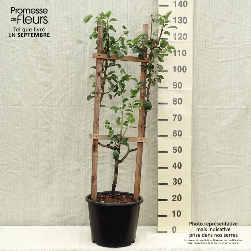 Exemplar von Birnbaum Williams - Pyrus communis Topf mit 12L/15L, Spalierobst einfach U-Form wie im Herbst geliefert