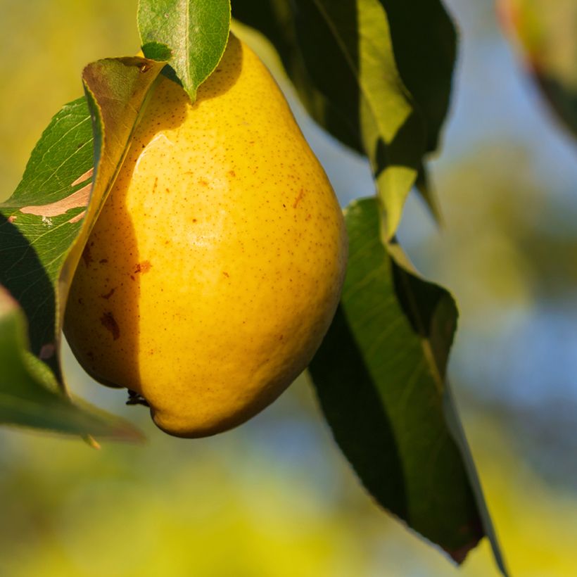 Birnbaum Fausset - Pyrus communis (Ernte)