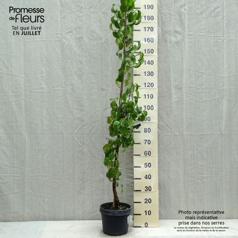 Exemplar von Säulenbirnbaum Londres - Pyrus communis Topf mit 7,5L/10L, Säulenförmig wie im Sommer geliefert