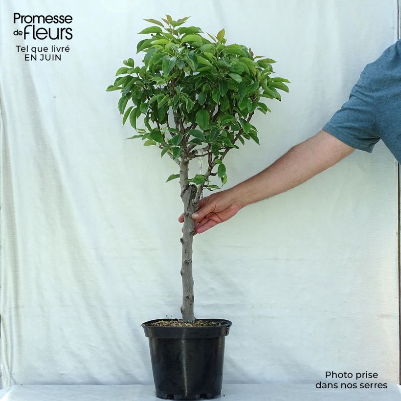 Exemplar von Zwergbirnbaum Garden Pearl - Pyrus communis Topf mit 6L/7L, 1/4 Stängel wie im Sommer geliefert