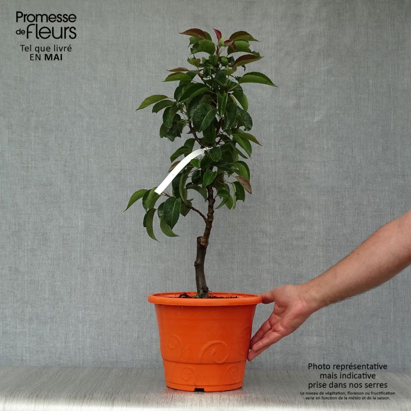 Example of Zwergbirnbaum Garden Pearl - Pyrus communis Topf mit 6L/7L, 1/4 Stängel as you get in printemps