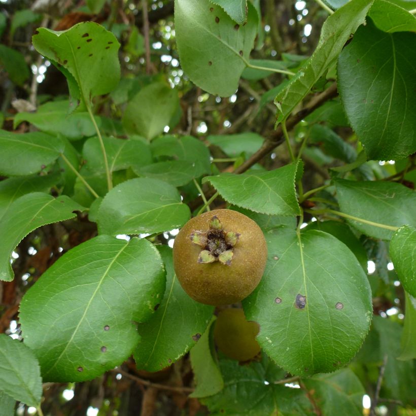 Poirier sauvage - Pyrus communis ssp. pyraster (Laub)