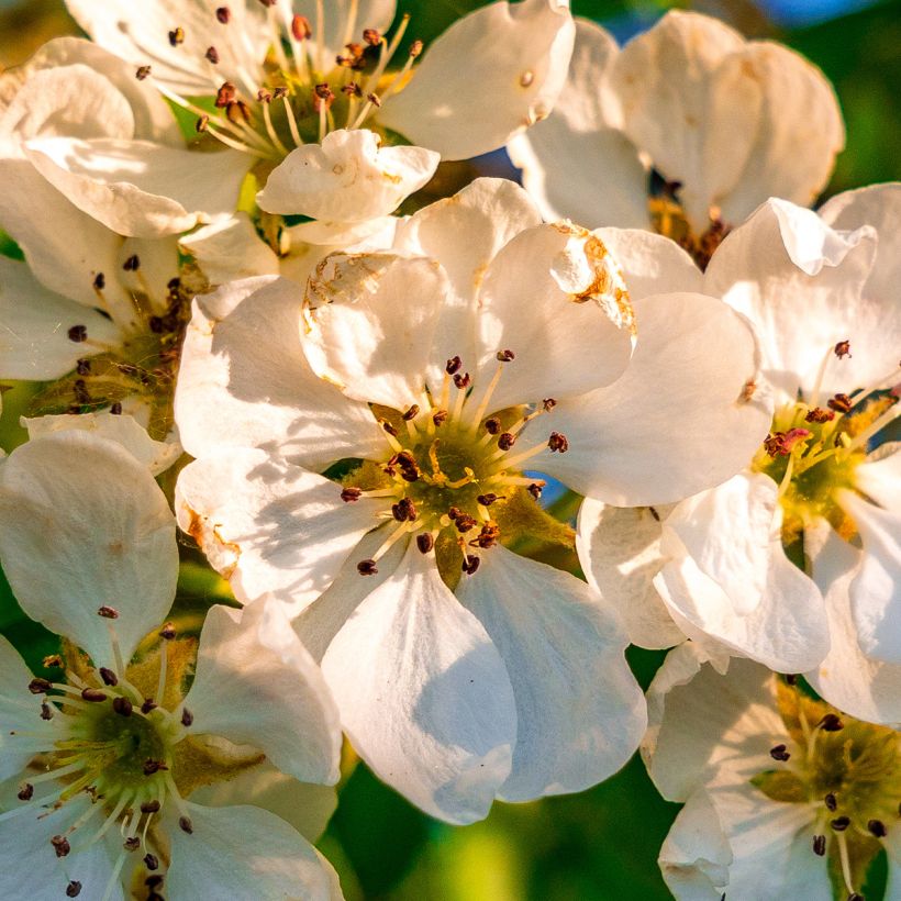 Poirier sauvage - Pyrus communis ssp. pyraster (Blüte)