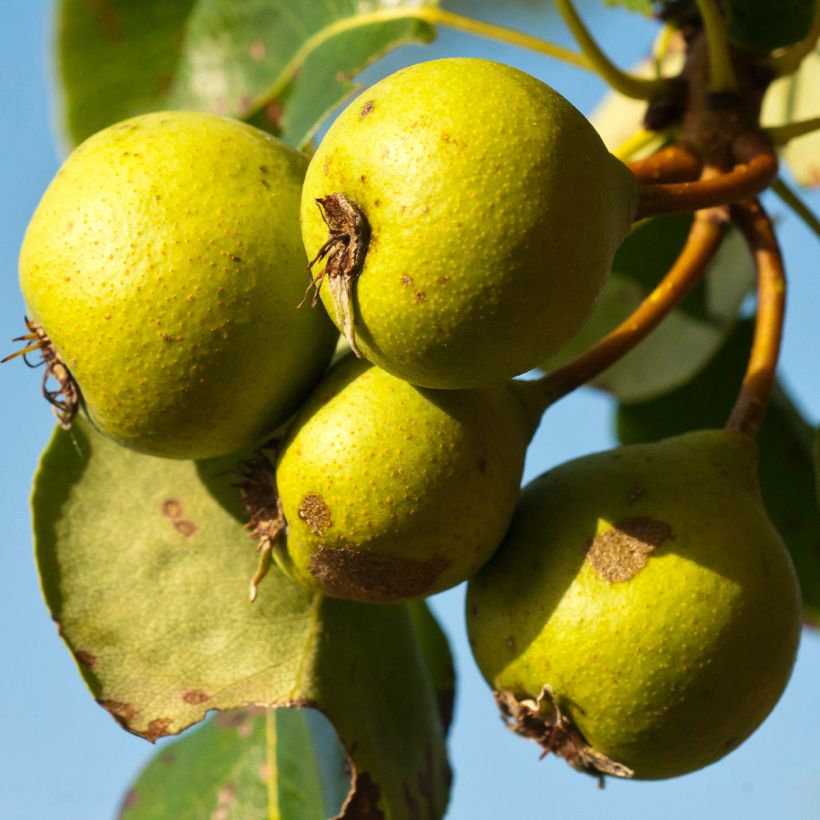 Poirier sauvage - Pyrus communis ssp. pyraster (Ernte)