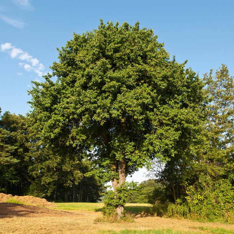 Poirier sauvage - Pyrus communis ssp. pyraster (Wuchs)