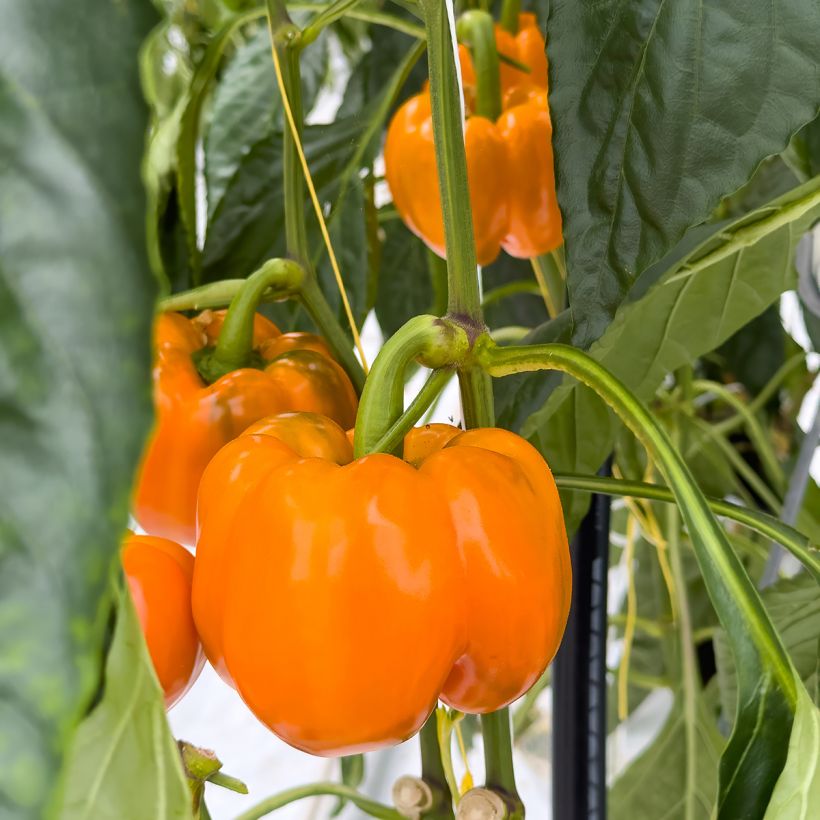 Paprika Golden Calwonder (Ernte)