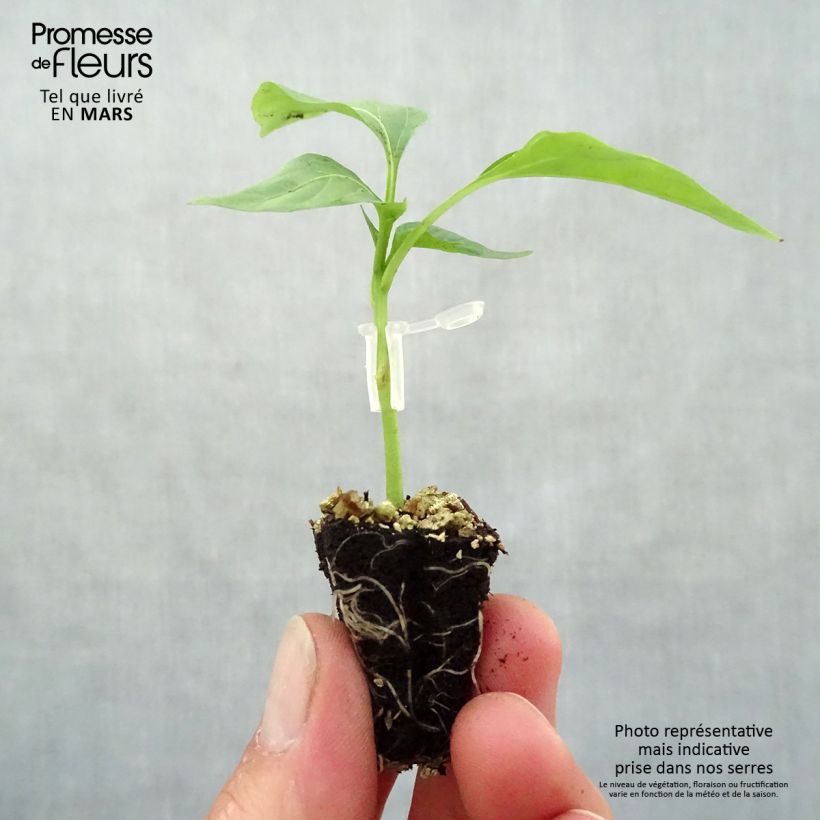 Example of Paprika Lamuyo F1 (Veredelt) Mini-Plug Ø 3/4 cm as you get in printemps