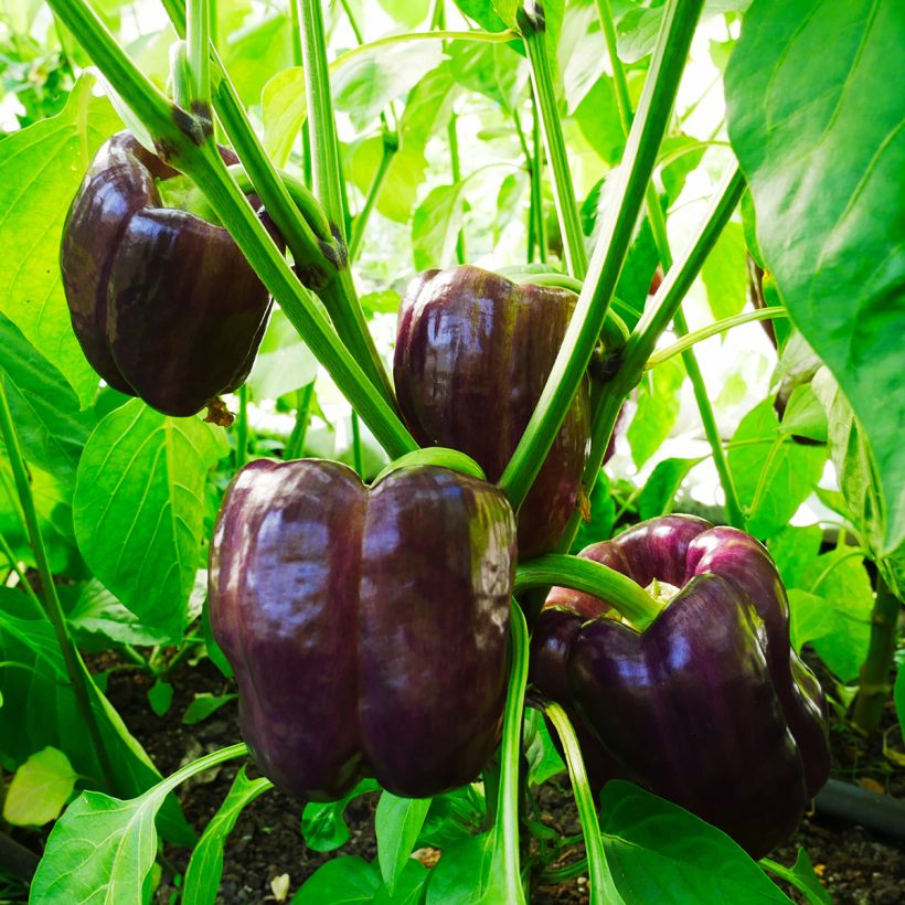 Paprika Purple Bell (Plant habit)