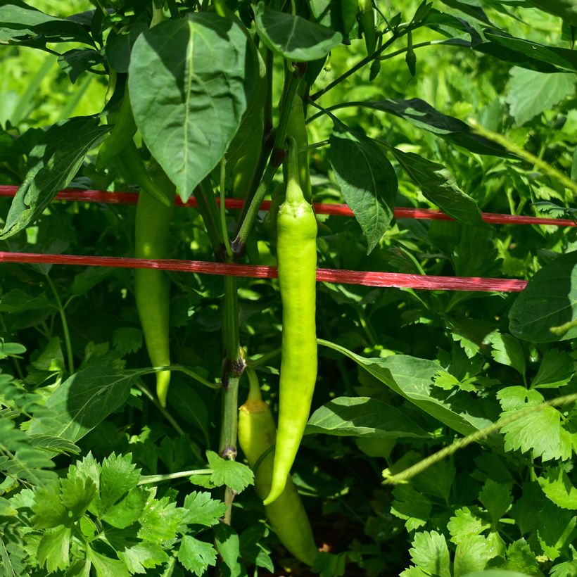 Paprika Sweet Banana Jaune Clair (Ernte)