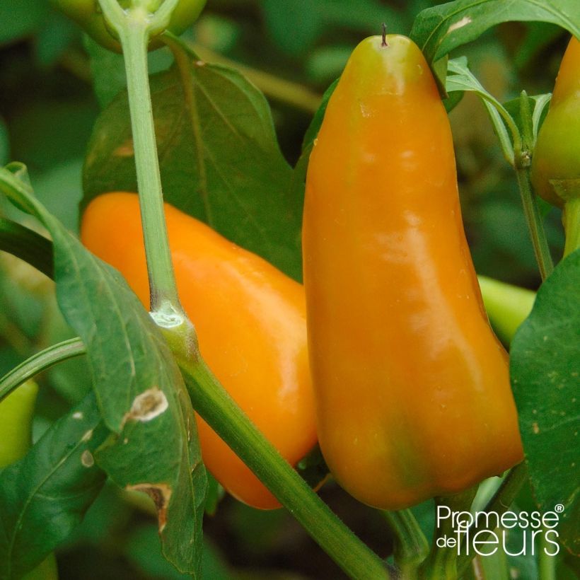 Paprika Terrazzi F1 (Harvest)