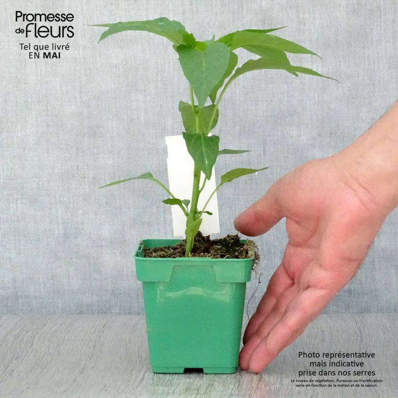 Example of Paprika Terrazzi F1 Topf 10 cm/11cm as you get in printemps