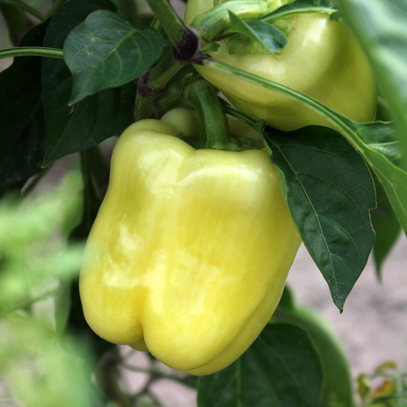 Paprika White Bell (Ernte)