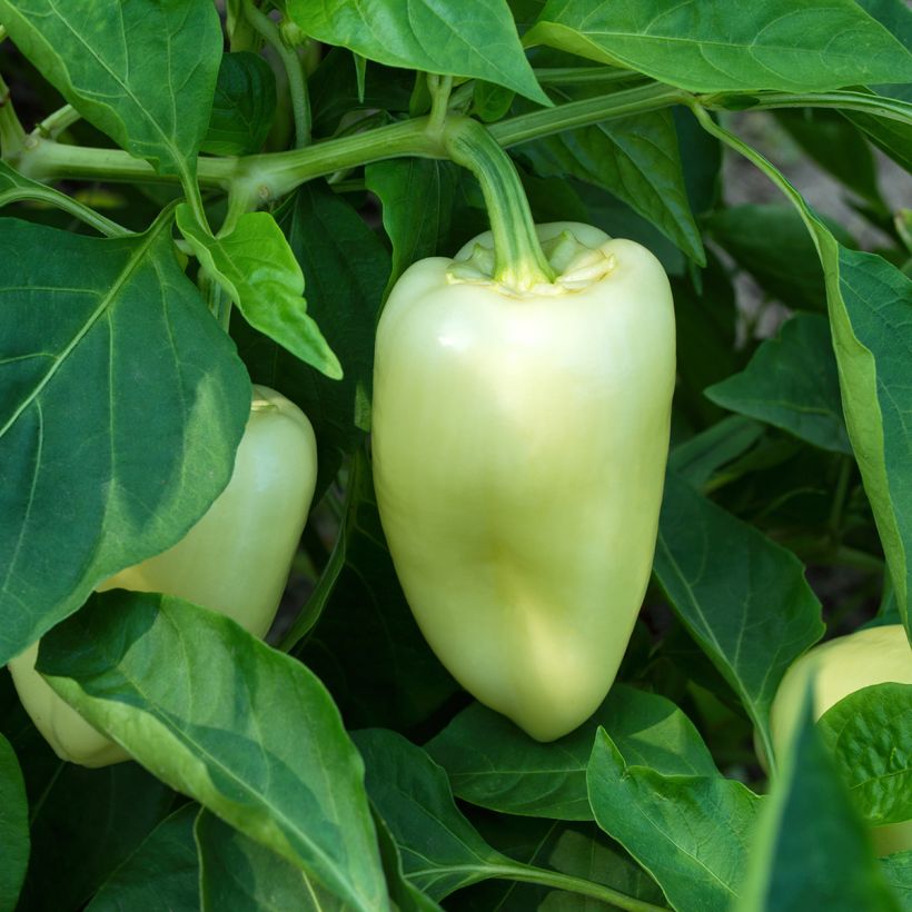 Paprika White Bell (Wuchs)